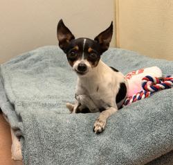 Shelter Stray Female Dog last seen Near New Salem Street, San Diego, CA, 92126, San Diego, CA 92110
