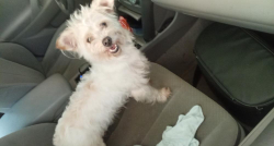 Found/Stray Female Dog last seen McKnight Mill Rd, Greensboro, NC 27405