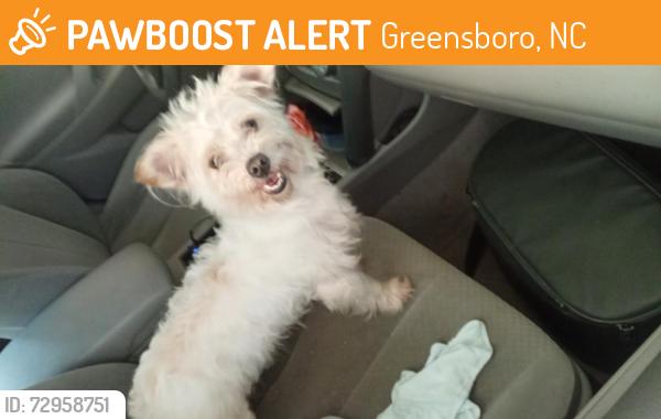 Found/Stray Female Dog last seen McKnight Mill Rd, Greensboro, NC 27405