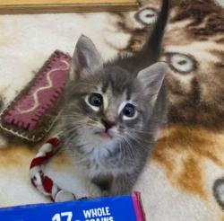Shelter Stray Male Cat last seen Near 38th Street, San Diego, CA, 92113, San Diego, CA 92110