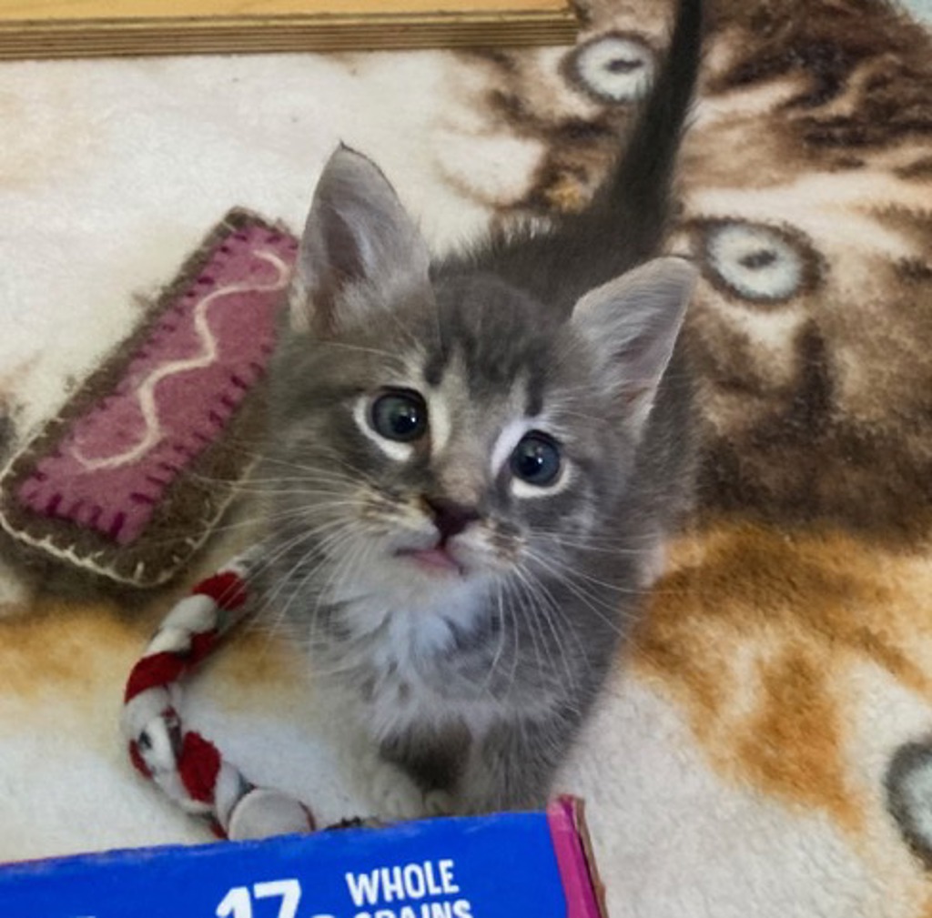 Shelter Stray Male Cat last seen Near 38th Street, San Diego, CA, 92113, San Diego, CA 92110