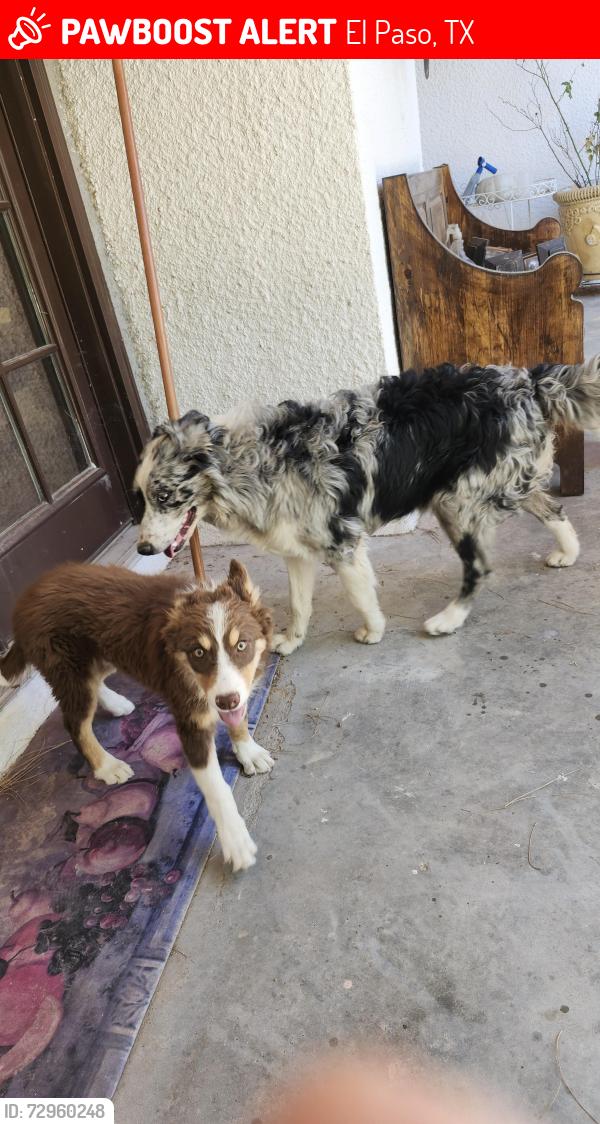Lost Male Dog last seen Near lowd av, El Paso, TX 79915