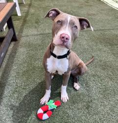 Shelter Stray Female Dog last seen Not Provided., Vista, CA, 92083, Oceanside, CA 92058