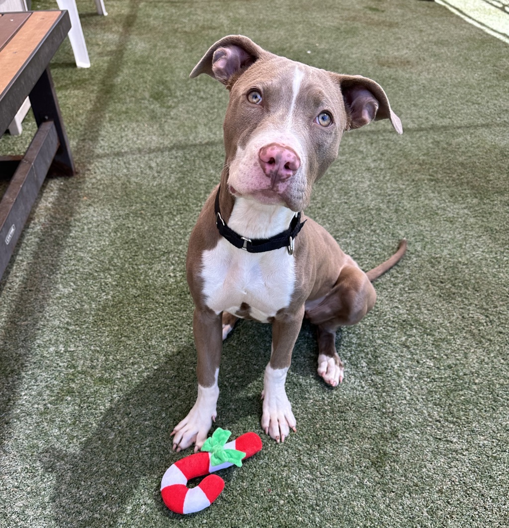 Shelter Stray Female Dog last seen Not Provided., Vista, CA, 92083, Oceanside, CA 92058