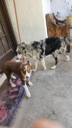 Lost Male Dog last seen Near lowd av, El Paso, TX 79915