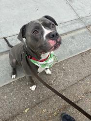Shelter Stray Male Dog last seen Near Cowley Way, San Diego, CA, 92117, San Diego, CA 92110