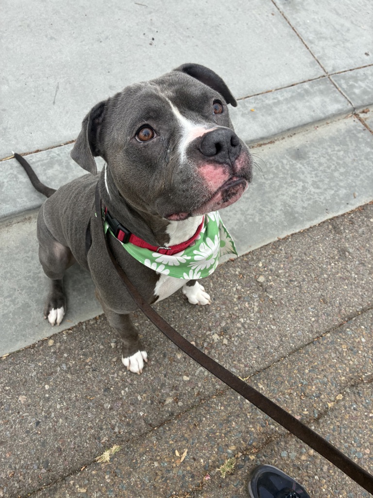 Shelter Stray Male Dog last seen Near Cowley Way, San Diego, CA, 92117, San Diego, CA 92110