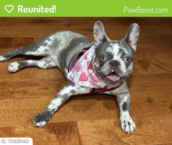 Reunited Female Dog last seen Fox Plains Dr, Florissant, MO 63034