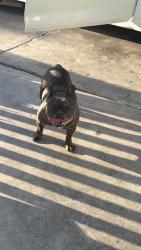 Found/Stray Male Dog last seen Charleston blvd, Las Vegas, NV 89104