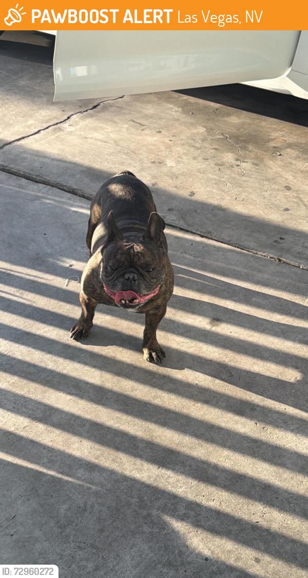 Found/Stray Male Dog last seen Charleston blvd, Las Vegas, NV 89104