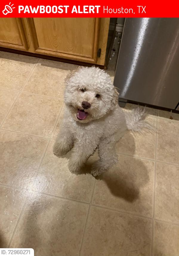 Lost Male Dog last seen Evansdale , Houston, TX 77083