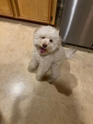 Lost Male Dog last seen Evansdale , Houston, TX 77083