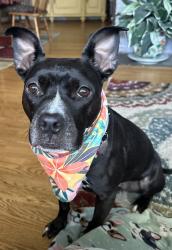Lost Female Dog last seen Melrose Rd, Auburn, NY 13021