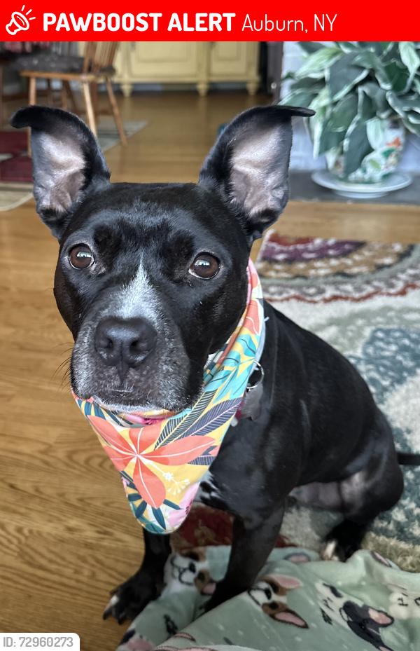Lost Female Dog last seen Melrose Rd, Auburn, NY 13021