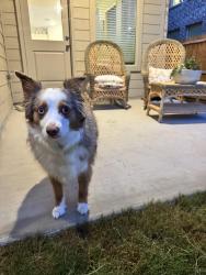 Found/Stray Unknown Dog last seen Cattlegate and west heritage trace, Fort Worth, TX 76179