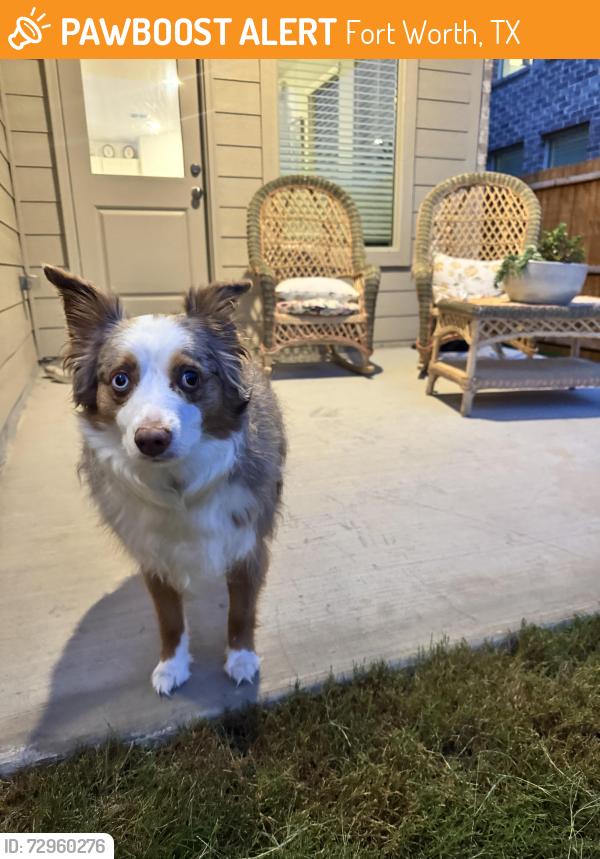Found/Stray Unknown Dog last seen Cattlegate and west heritage trace, Fort Worth, TX 76179