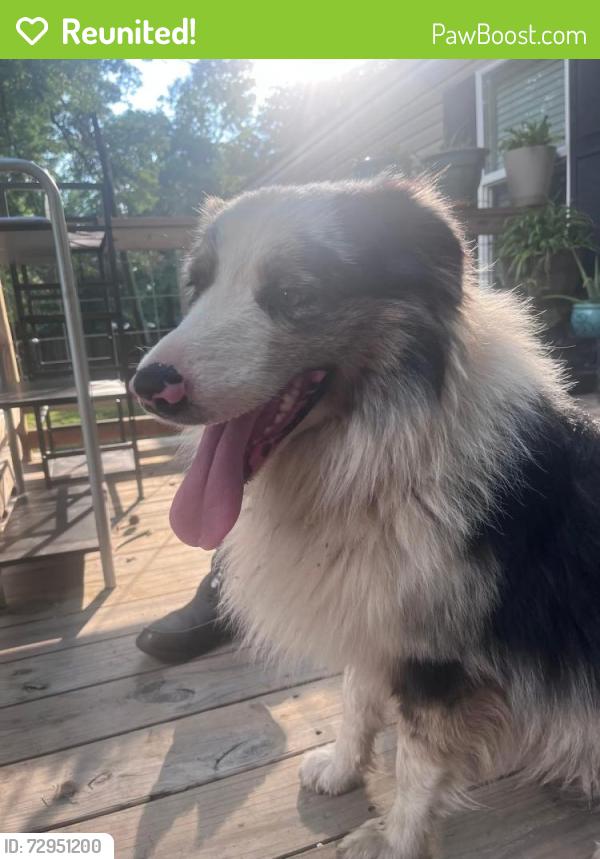Reunited Male Dog last seen near junction station gas station , Jacksonville, AR 72076