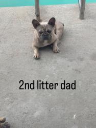Reunited Male Dog last seen Helmick and central, Carson, CA 90746