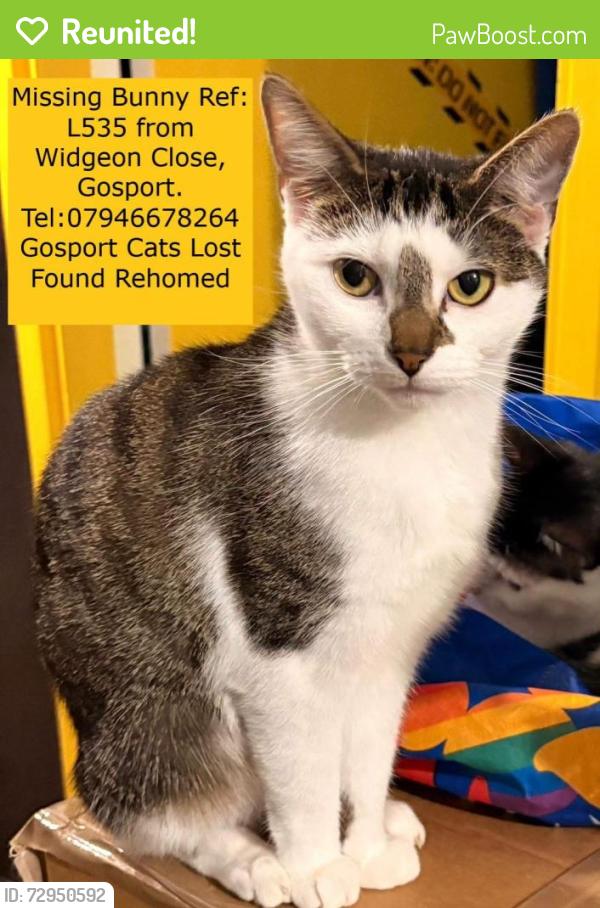 Reunited Female Cat last seen Widgeon close, sealark road, Hampshire, England PO12 4JG