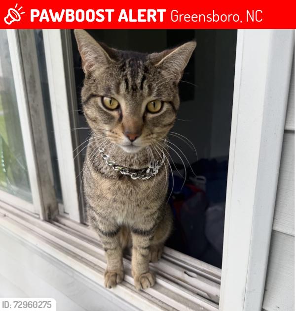 Lost Male Cat last seen Hunter hills, Greensboro, NC 27407