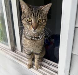 Lost Male Cat last seen Hunter hills, Greensboro, NC 27407