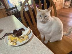 Lost Male Cat last seen near Wild Cherry lane, Nevada City, CA 95959