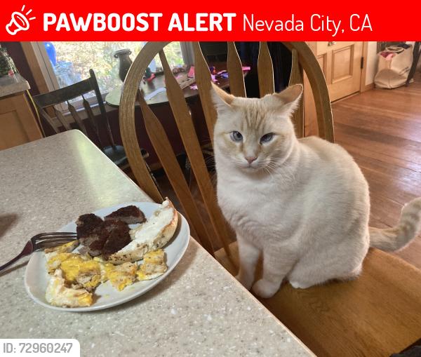 Lost Male Cat last seen near Wild Cherry lane, Nevada City, CA 95959