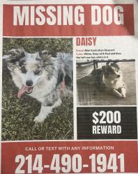 Lost Female Dog last seen Near Forest Park Pl. Grand Prairie Tx 75052, Grand Prairie, TX 75052