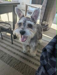 Reunited Male Dog last seen Inez Dr and Galerita St, Oxnard, CA 93030