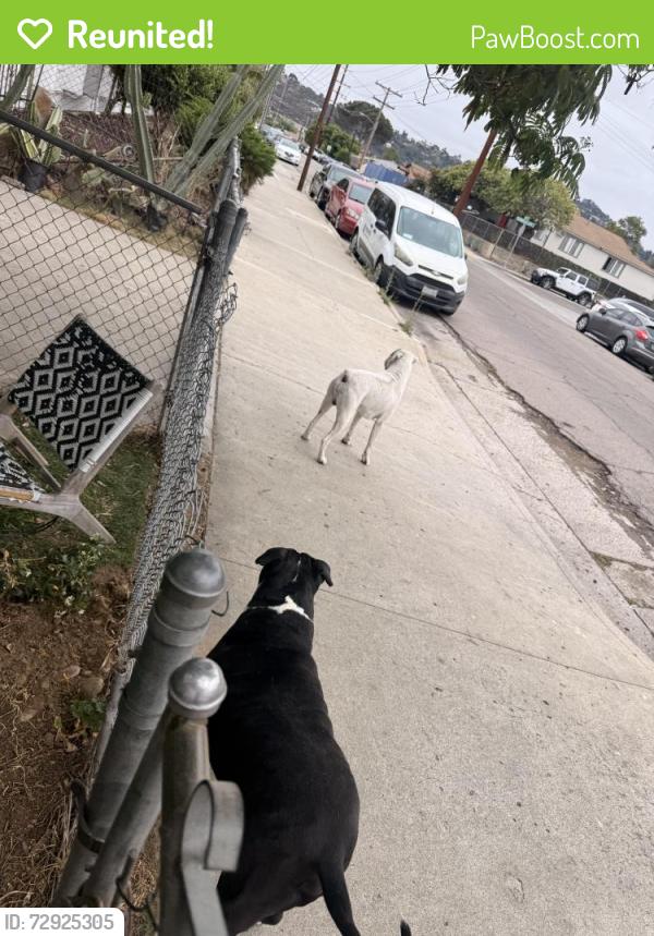 Reunited Male Dog last seen Emerald Ave , El Cajon, CA 92020