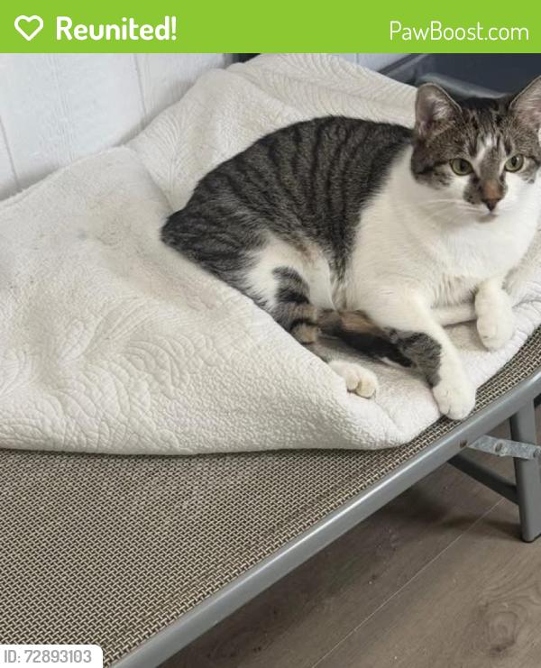 Reunited Female Cat last seen GREENSBROOK Subdivision , Greensbrook, TX 77044