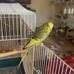 Lost Male Bird last seen Intersection by Brentwood city hall , St. Louis County, MO 63130