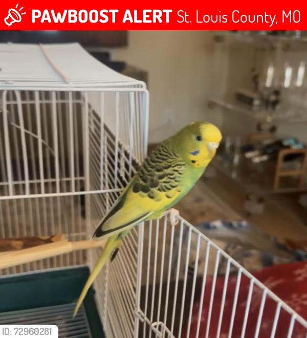 Lost Male Bird last seen Intersection by Brentwood city hall, St. Louis County, MO 63130