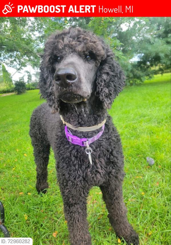 Lost Male Dog last seen Near Faussett Rd, Howell, MI 48855