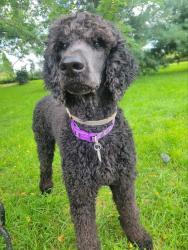 Lost Male Dog last seen Near Faussett Rd, Howell, MI 48855