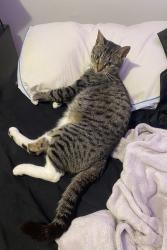 Reunited Female Cat last seen ryerson ave paterson nj, Paterson, NJ 07502