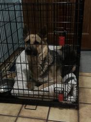 Reunited Female Dog last seen Dollar General Parking Lot, 51st and Aspen, Broken Arrow, OK 74012