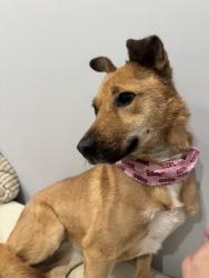 Lost Female Dog last seen Colony Lake Drive and North Salem, Schaumburg, IL 60194