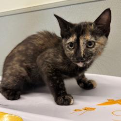Shelter Stray Female Cat last seen , Tampa, FL 33607