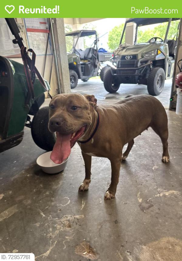 Reunited Female Dog last seen Mabry , Tallahassee, FL 32304