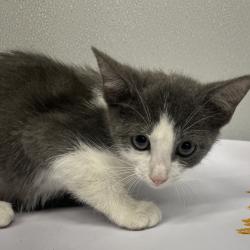 Shelter Stray Male Cat last seen , Tampa, FL 33607