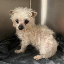 Shelter Stray Unknown Dog last seen , Westminster, CA 92683