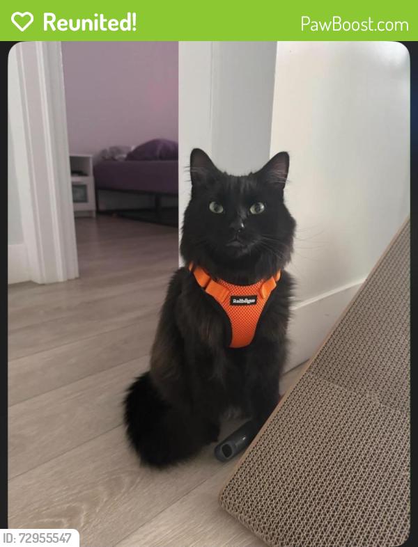 Reunited Male Cat last seen Bluff Wilderness Hiking Trail, Timberlea, NS 