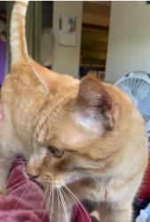Lost Male Cat last seen Montebello Avenue and Hollister St Ventura CA, Montebello, CA 90640