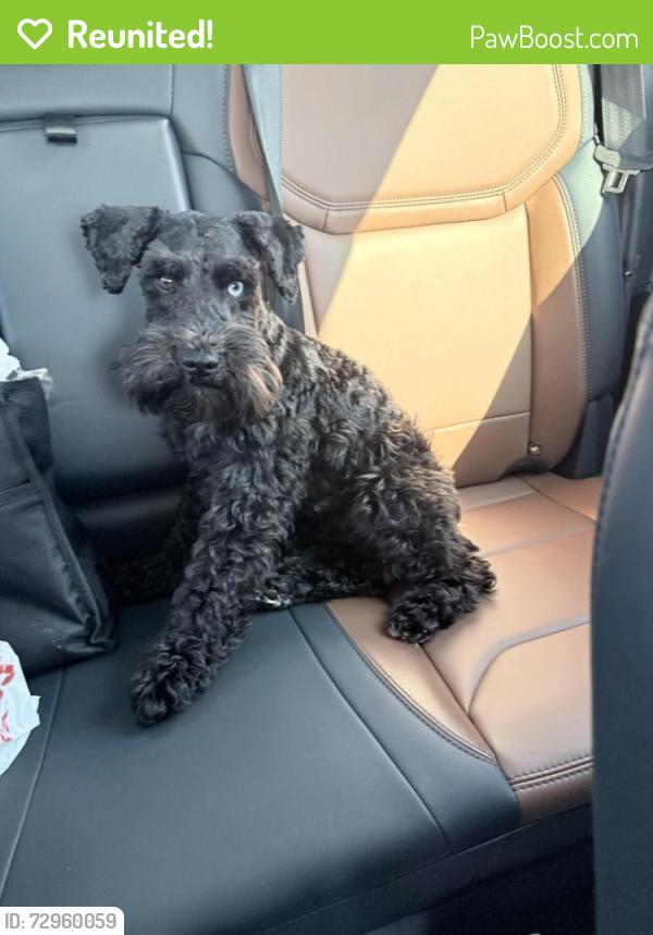 Reunited Male Dog last seen Jasper ridge drive and mustang run drive in hockley tx, Harris County, TX 77447