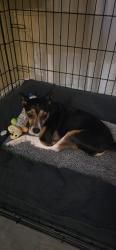 Reunited Female Dog last seen Koutnick and Seven Gables SE, Palm Bay, FL 32909