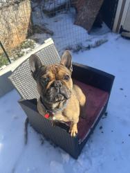 Lost Male Dog last seen Jack b quick, Morganton, NC 28655