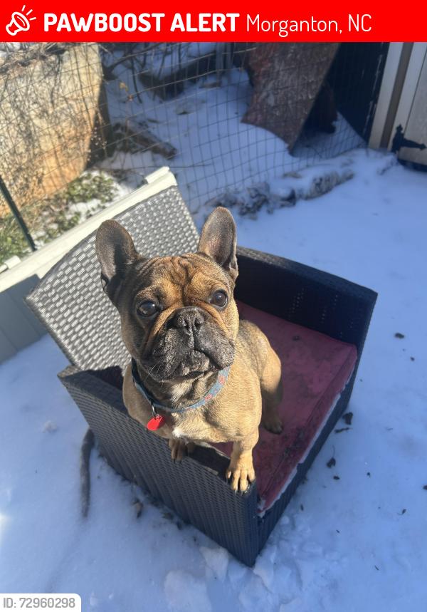 Lost Male Dog last seen Jack b quick, Morganton, NC 28655
