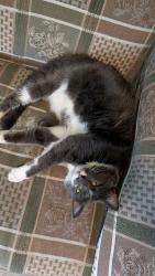 Lost Male Cat last seen Main St , Kingston, PA 18704