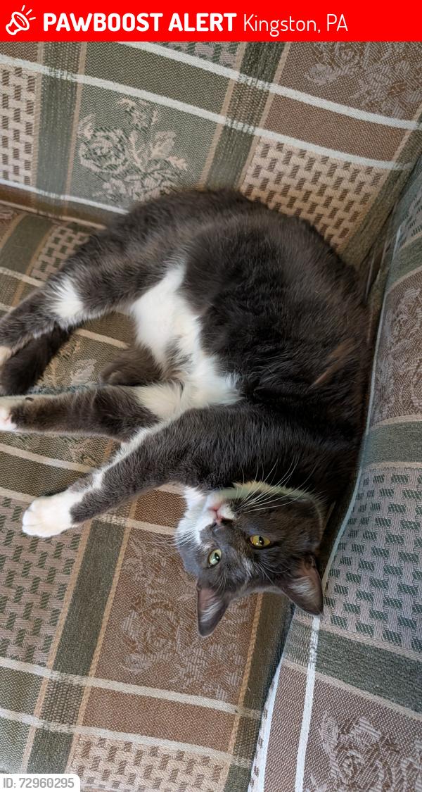 Lost Male Cat last seen Main St , Kingston, PA 18704
